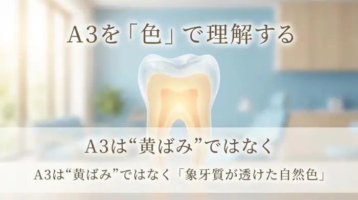 A3を「色」で理解する：A3は“黄ばみ”ではなく「象牙質が透けた自然色」