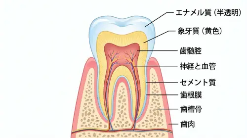 歯の断面図。黄色い象牙質を半透明のエナメル質が覆っているインフォグラフィック