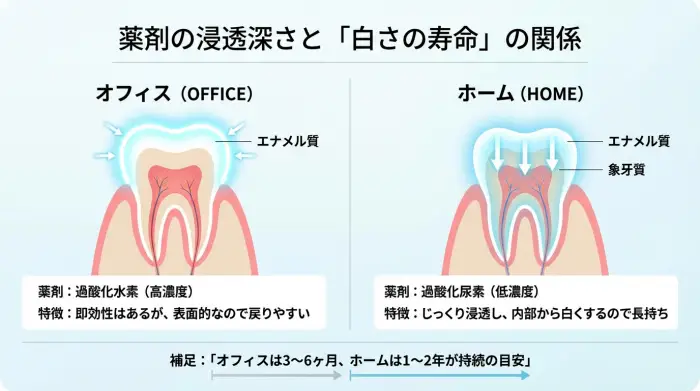 【徹底比較】オフィス vs ホーム、白さの「賞味期限」と薬剤の正体