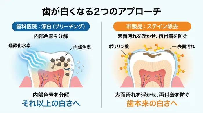 市販品は「歯本来の白さ」へ、歯科医院は「それ以上の白さ」へ。