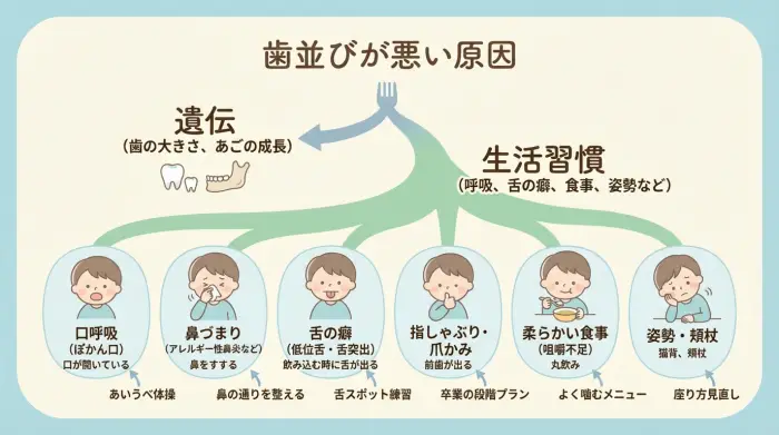 「歯並びが悪い原因」＝遺伝だけじゃない。実は“生活習慣”で変わる部分が大きいです