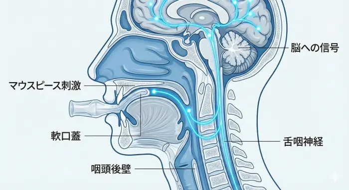 なぜ「オエッ」となる？脳がマウスピースを「敵」と見なすメカニズム